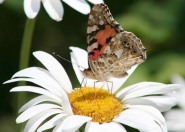 Schmetterling auf Blume